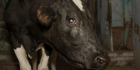 Trn u oku krave: liječenje i prevencija